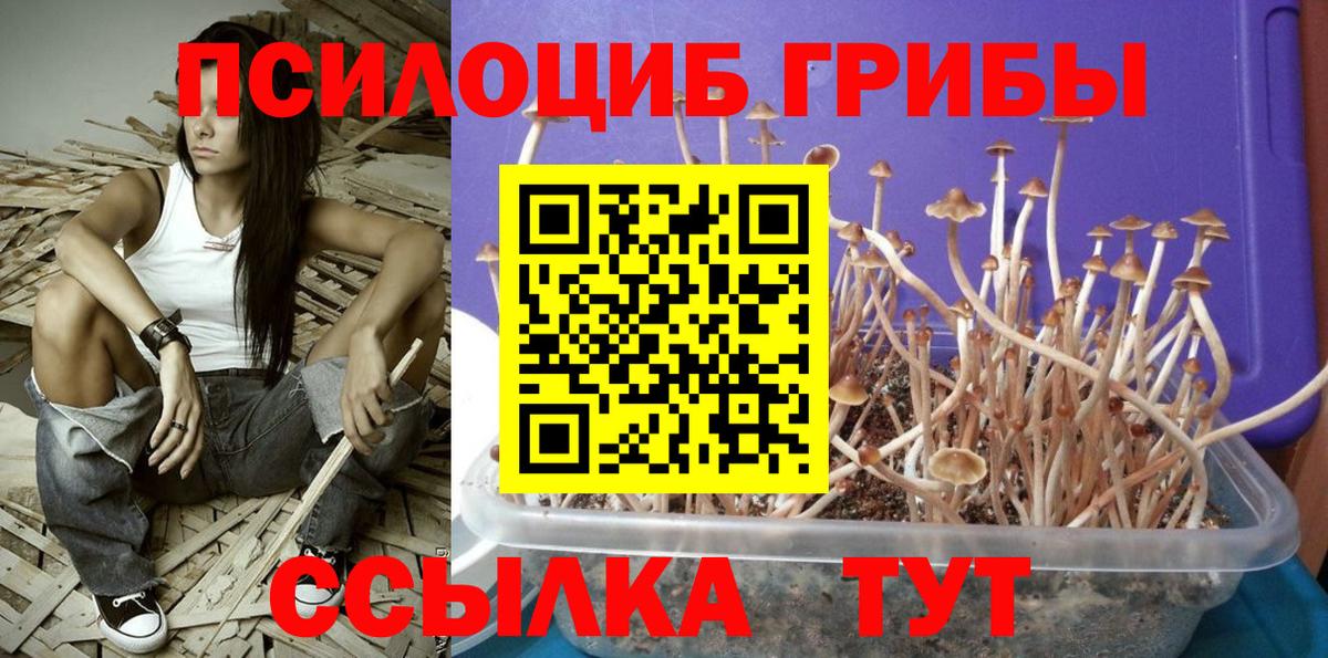 Новосибирск  Псилоцибиновые грибы прущие грибы  Вход с VPN 