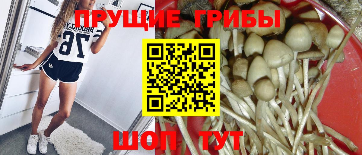 Псилоцибиновые грибы Psilocybine cubensis Новосибирск